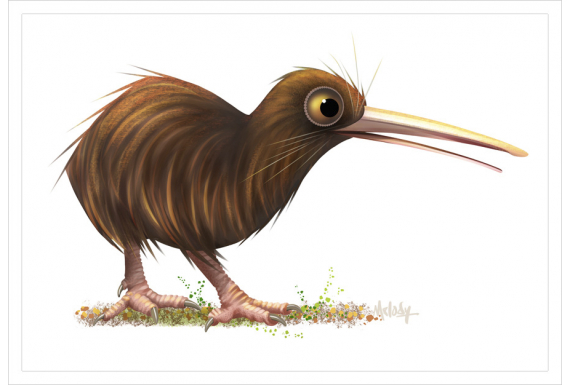 Brown Kiwi : Card