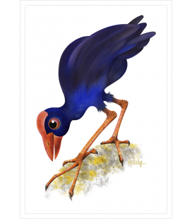 The Pukeko : Card