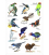 Love our Birds: Card