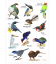 Love our Birds: Card