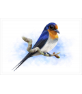 Welcome Swallow: Card