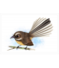 Piwakawaka, Fantail: Card