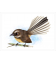 Piwakawaka, Fantail: Card