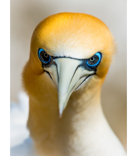 Gannet Gaze - ONE ONLY