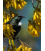 Tui in Kowhai, Point Wells - ONE ONLY