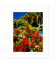 Pohutukawas: 6x8 Matted Print