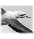 Birds & Animals