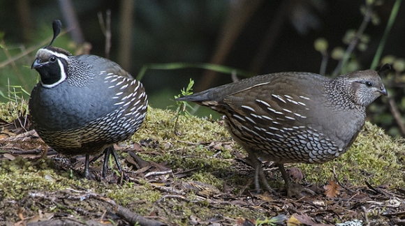 The Season of the Quail
