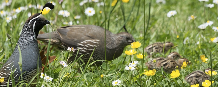 The Season of the Quail