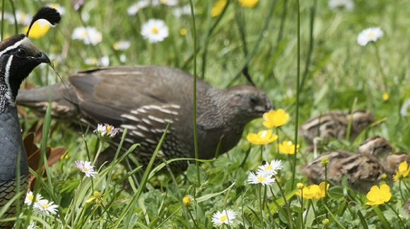 The Season of the Quail