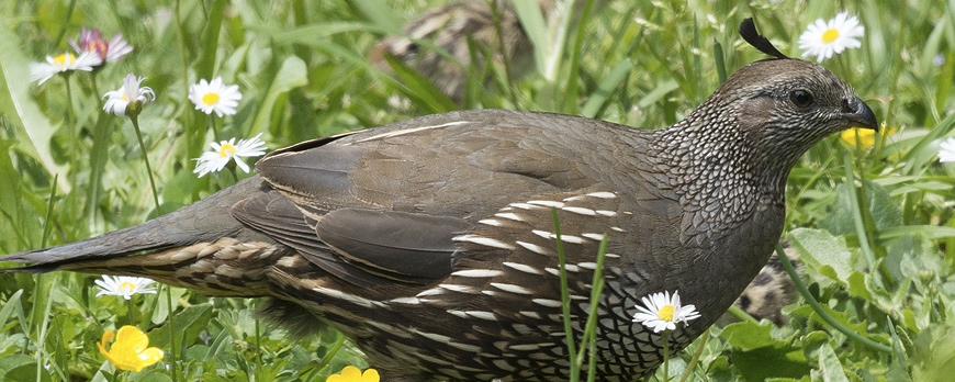 The Season of the Quail