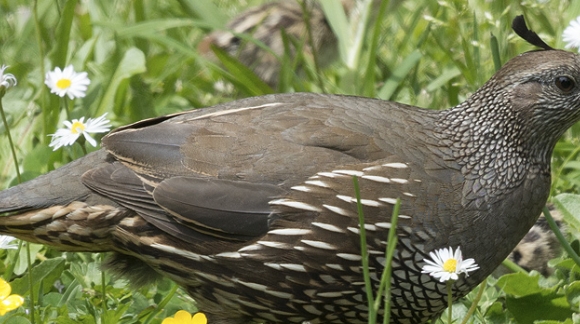 The Season of the Quail