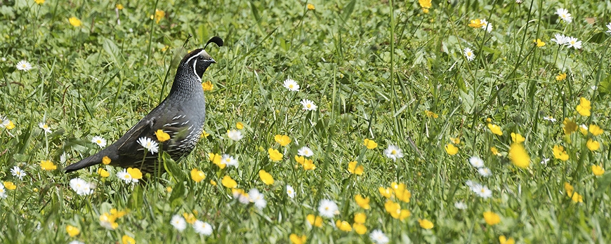 The Season of the Quail