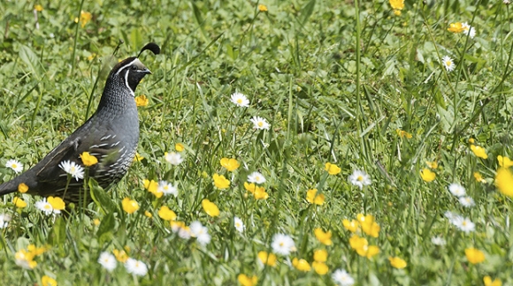 The Season of the Quail