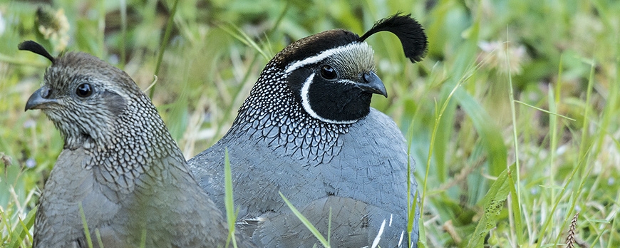 The Season of the Quail