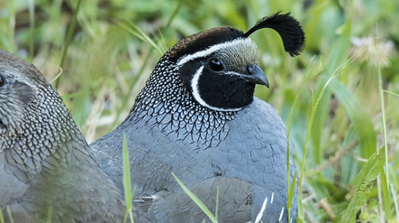 The Season of the Quail