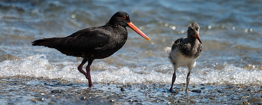 Oystercatcher One Foot