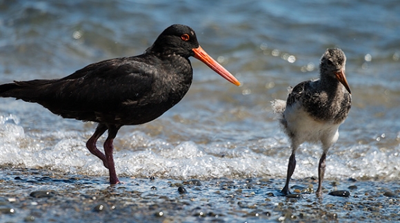 Oystercatcher One Foot