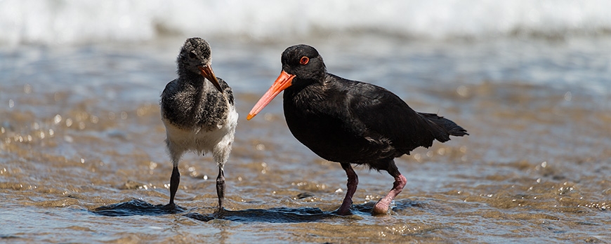 Oystercatcher One Foot