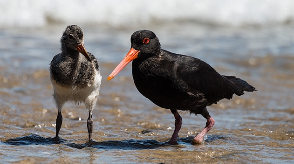 Oystercatcher One Foot