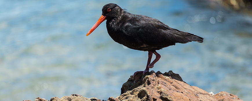 Oystercatcher One Foot