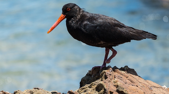 Oystercatcher One Foot
