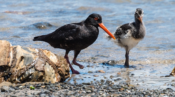 Oystercatcher One Foot