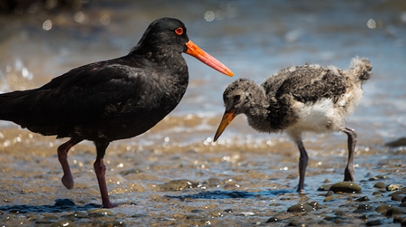 Oystercatcher One Foot