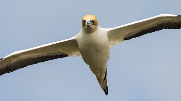 Experience the Gannet World