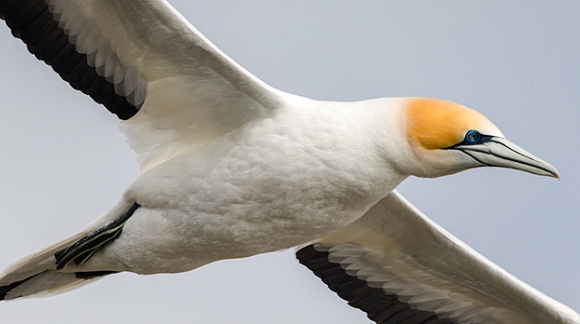 Experience the Gannet World