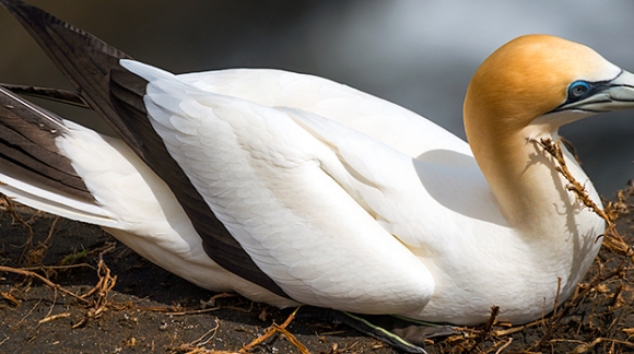 Experience the Gannet World