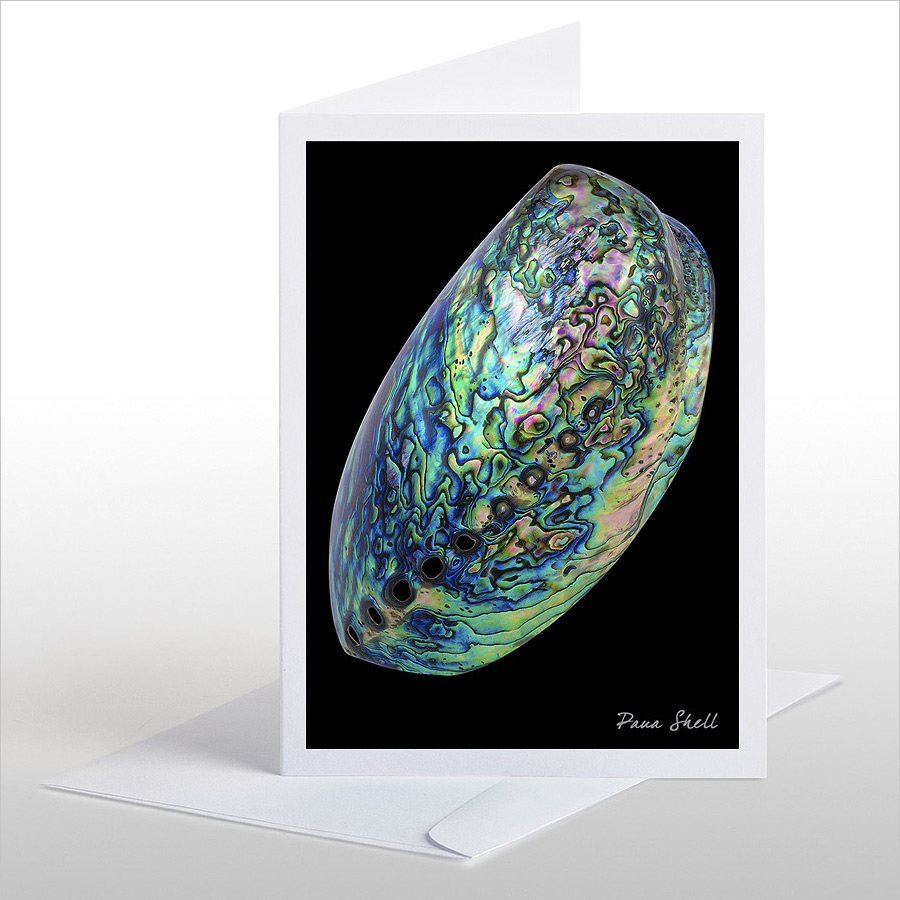 Paua Shell