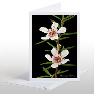 Manuka Flowers
