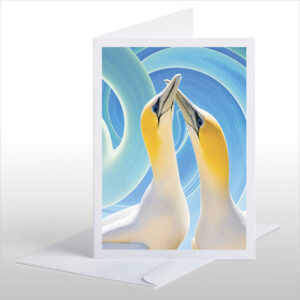 Gannet Couple