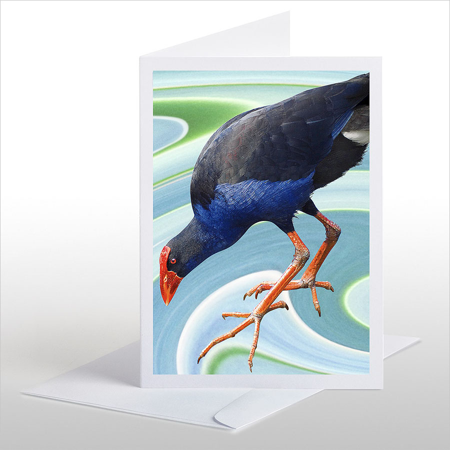Wading Pukeko