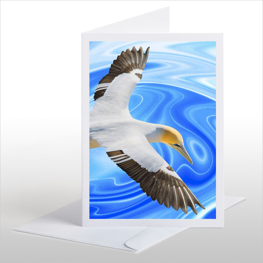 Soaring Gannet