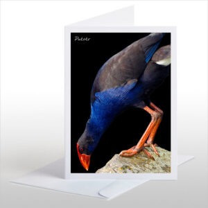 Pukeko