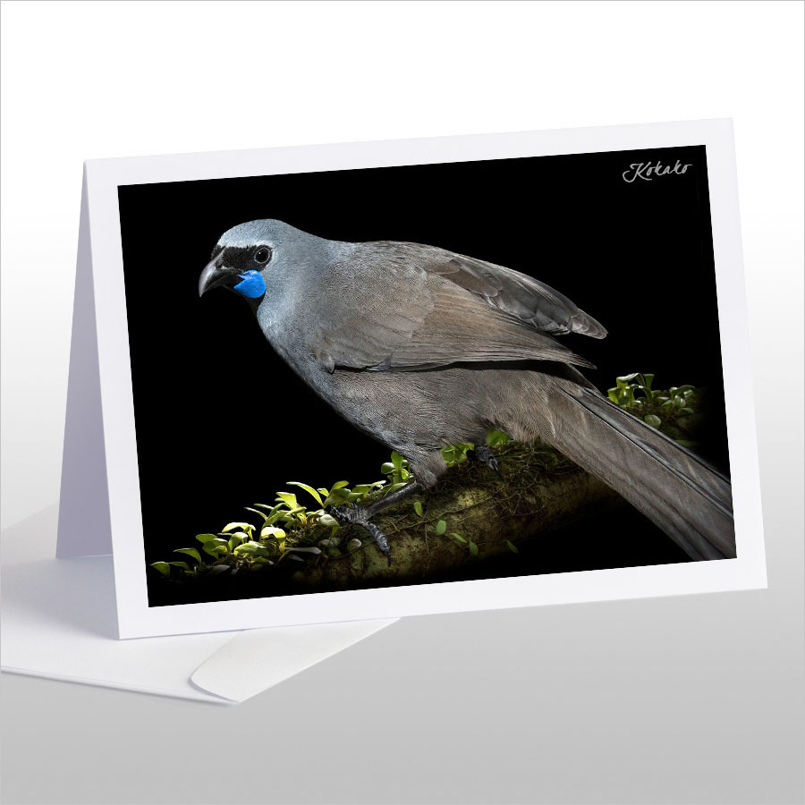 Kokako, Grey Ghost of the Forest