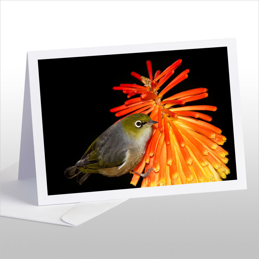Waxeye on Red Hot Poker