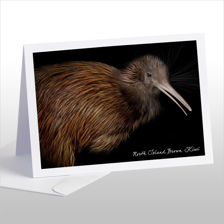 North Island Brown Kiwi