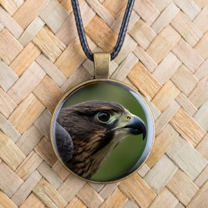 NZ Falcon (Karearea)