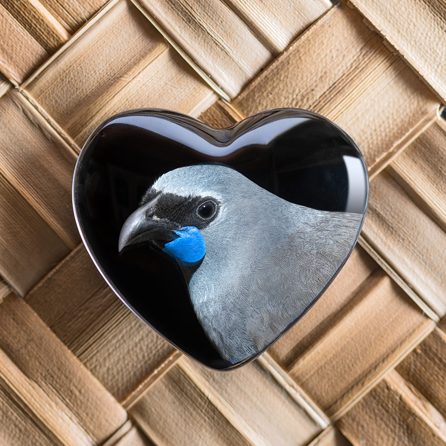 Kokako
