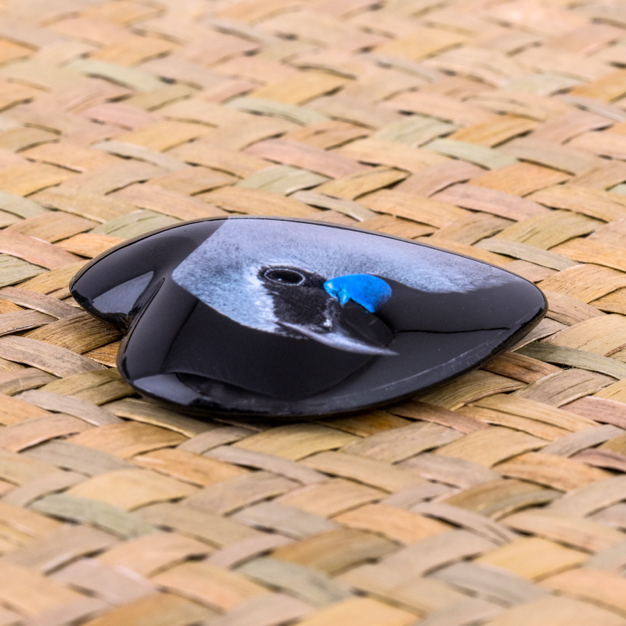 Kokako - Image 3