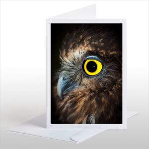Ruru (Morepork)