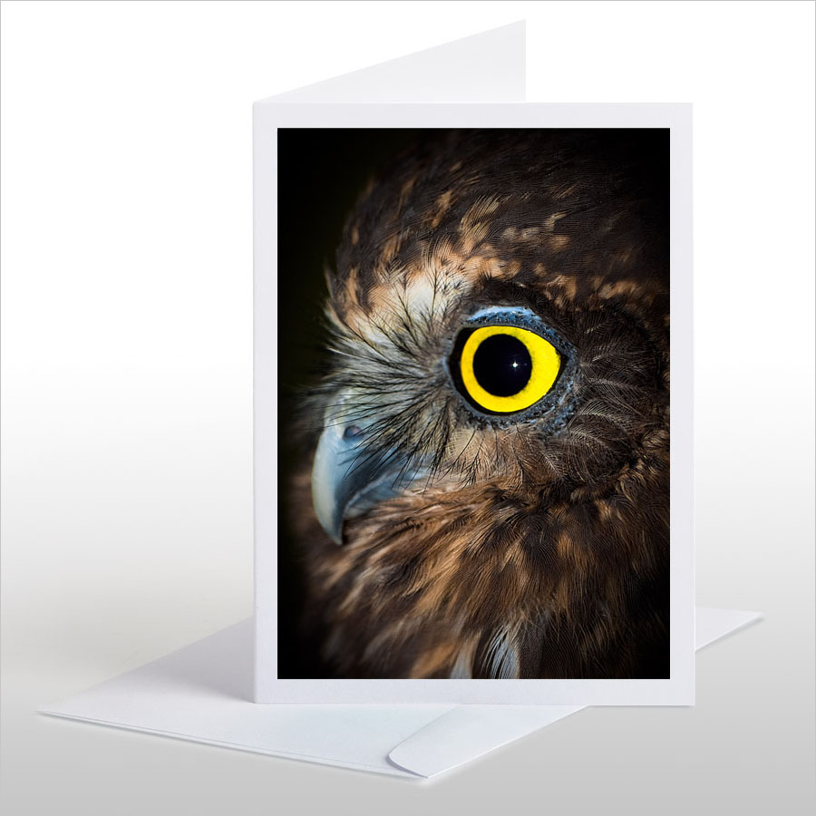 Ruru (Morepork)