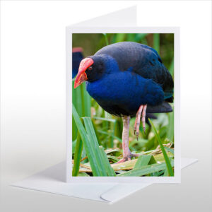 Pukeko in Reeds