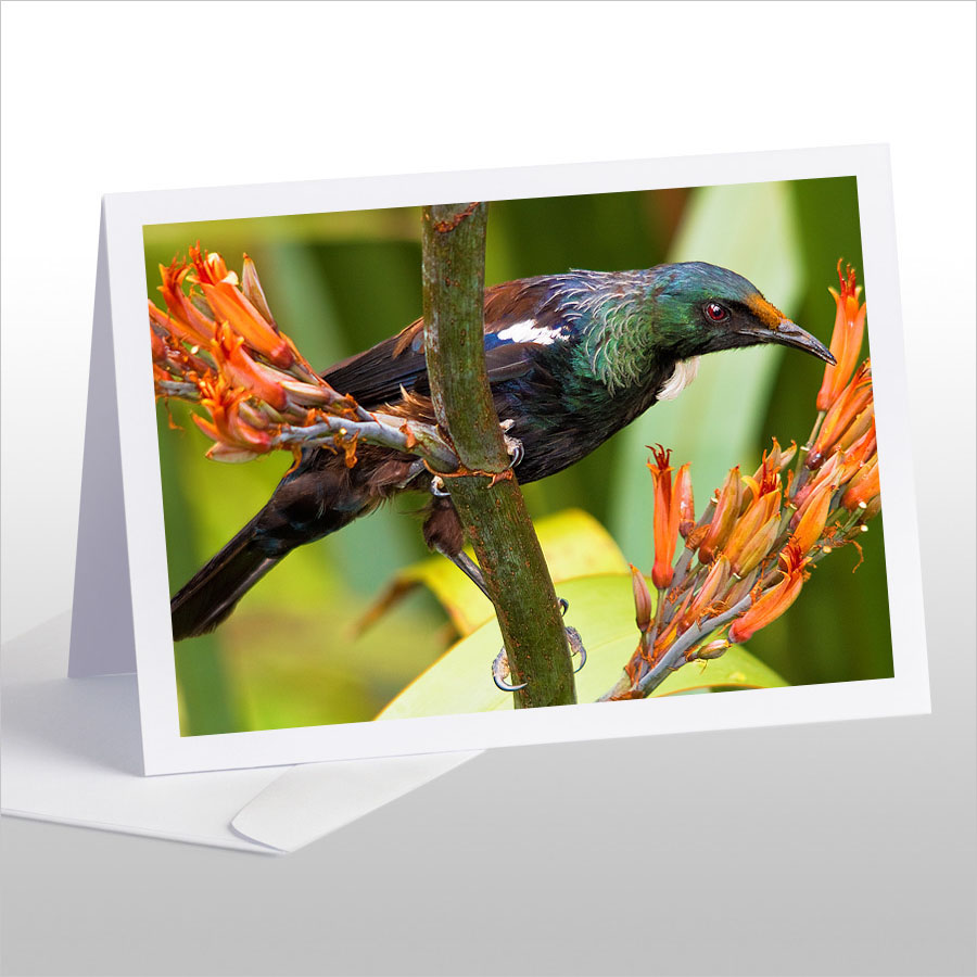 Young Tui feeding on Flax flowers