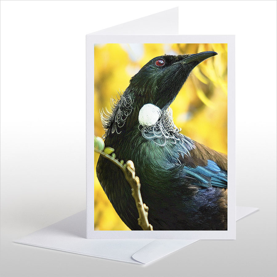 Tui among Kowhai blossoms