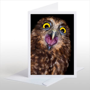 Screeching Morepork