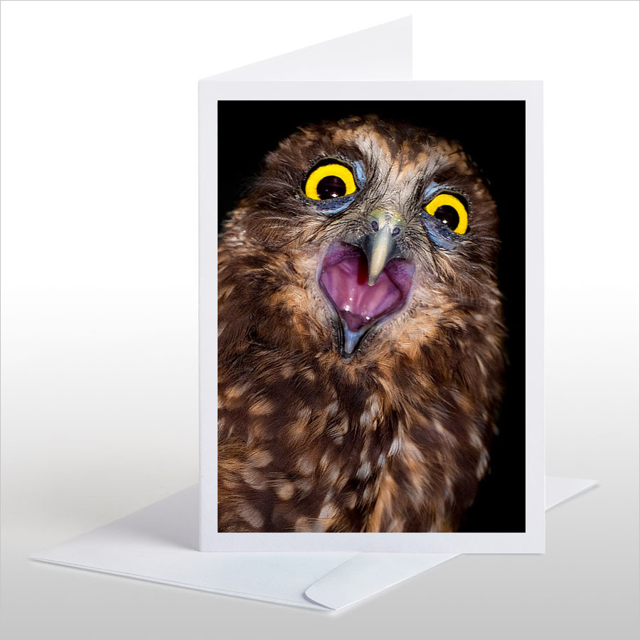 Screeching Morepork